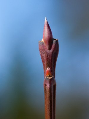 Cornus nuttalii - dřín nuttalův -pupen